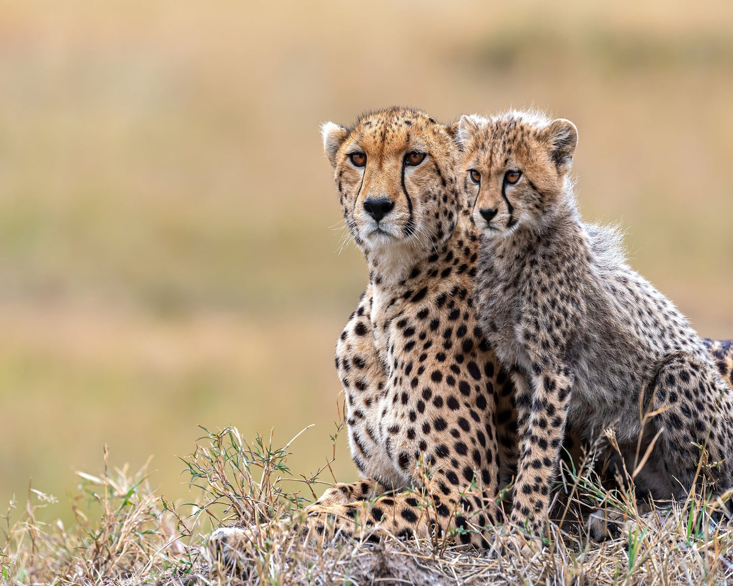 Cheetah Cub With Mom