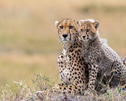 Cheetah Cub With Mom
