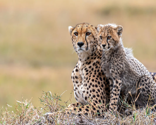 Cheetah Cub With Mom