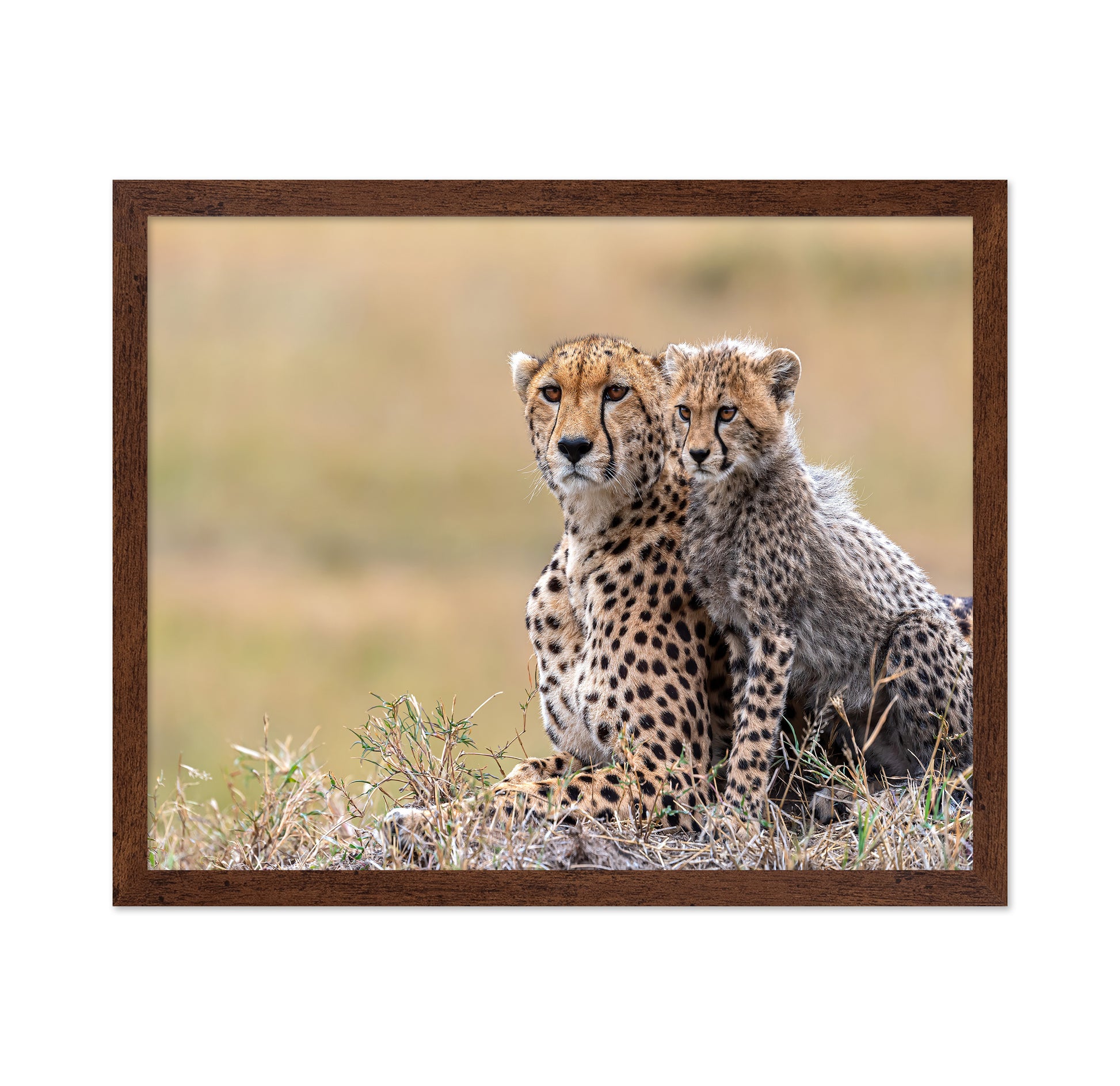 Cheetah Cub With Mom
