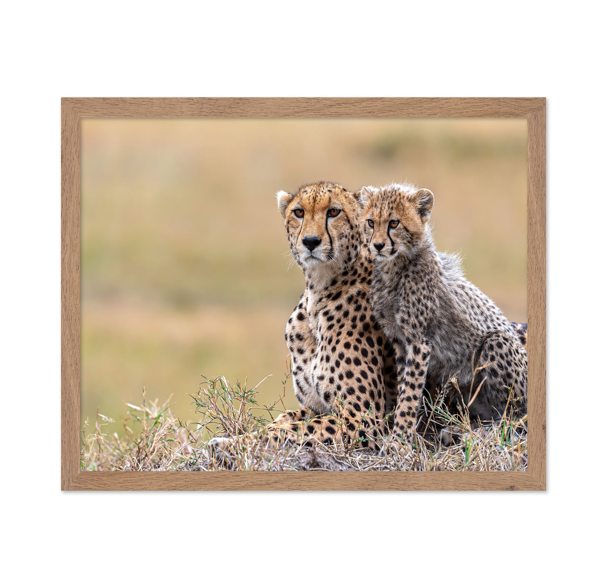 Cheetah Cub With Mom