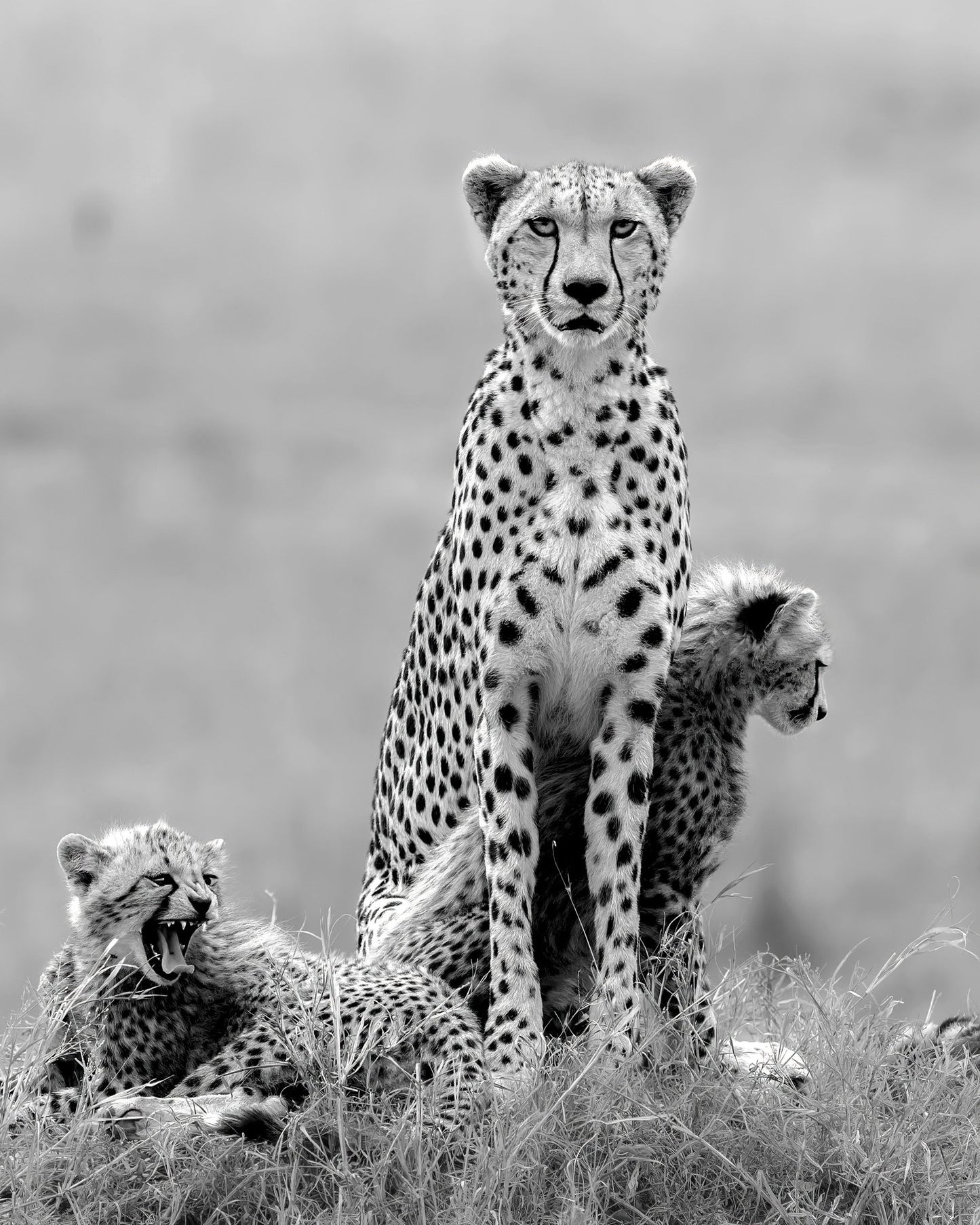 Cheetah Mother