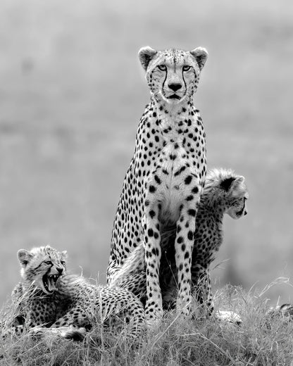 Cheetah Mother