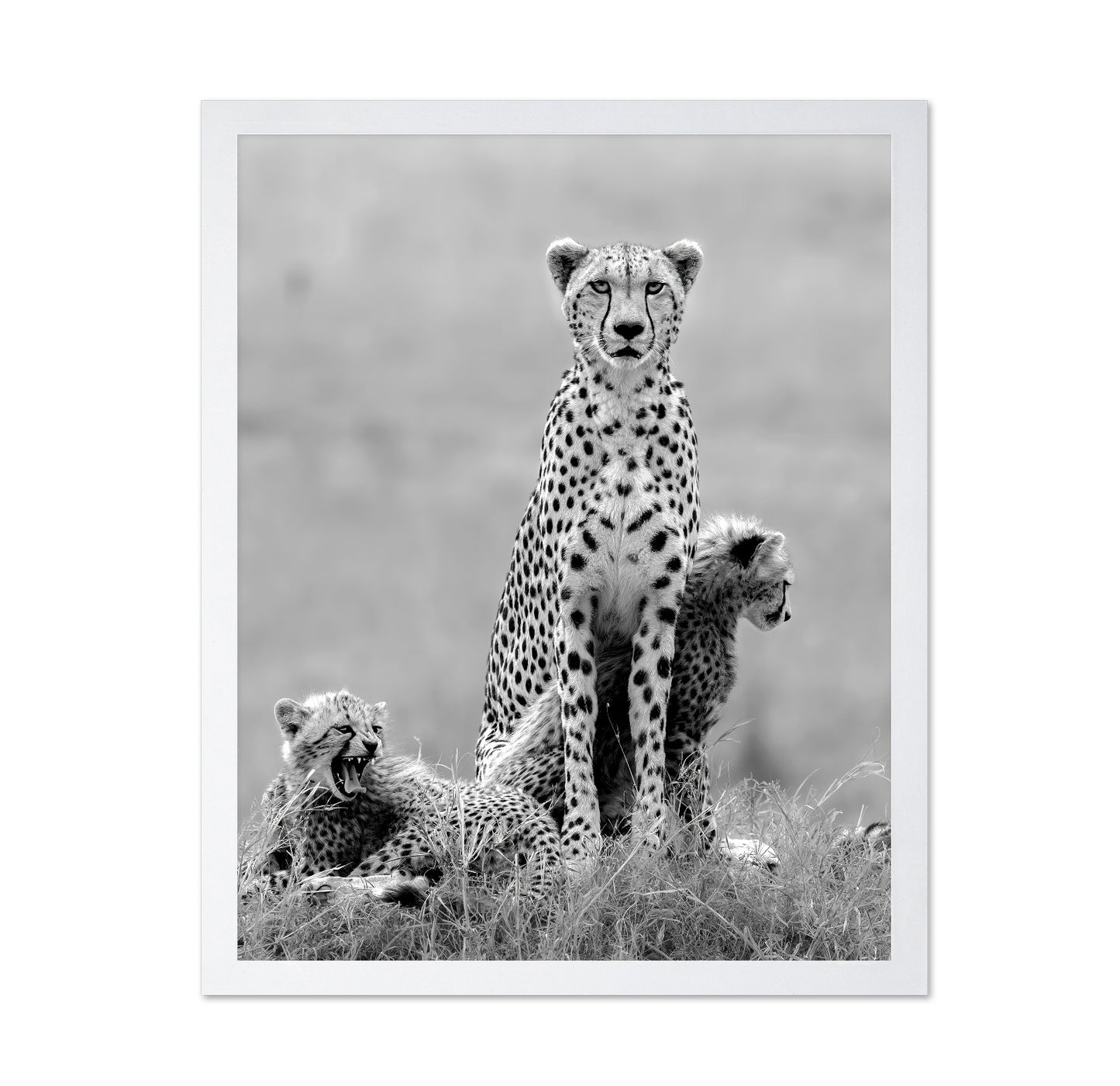 Cheetah Mother