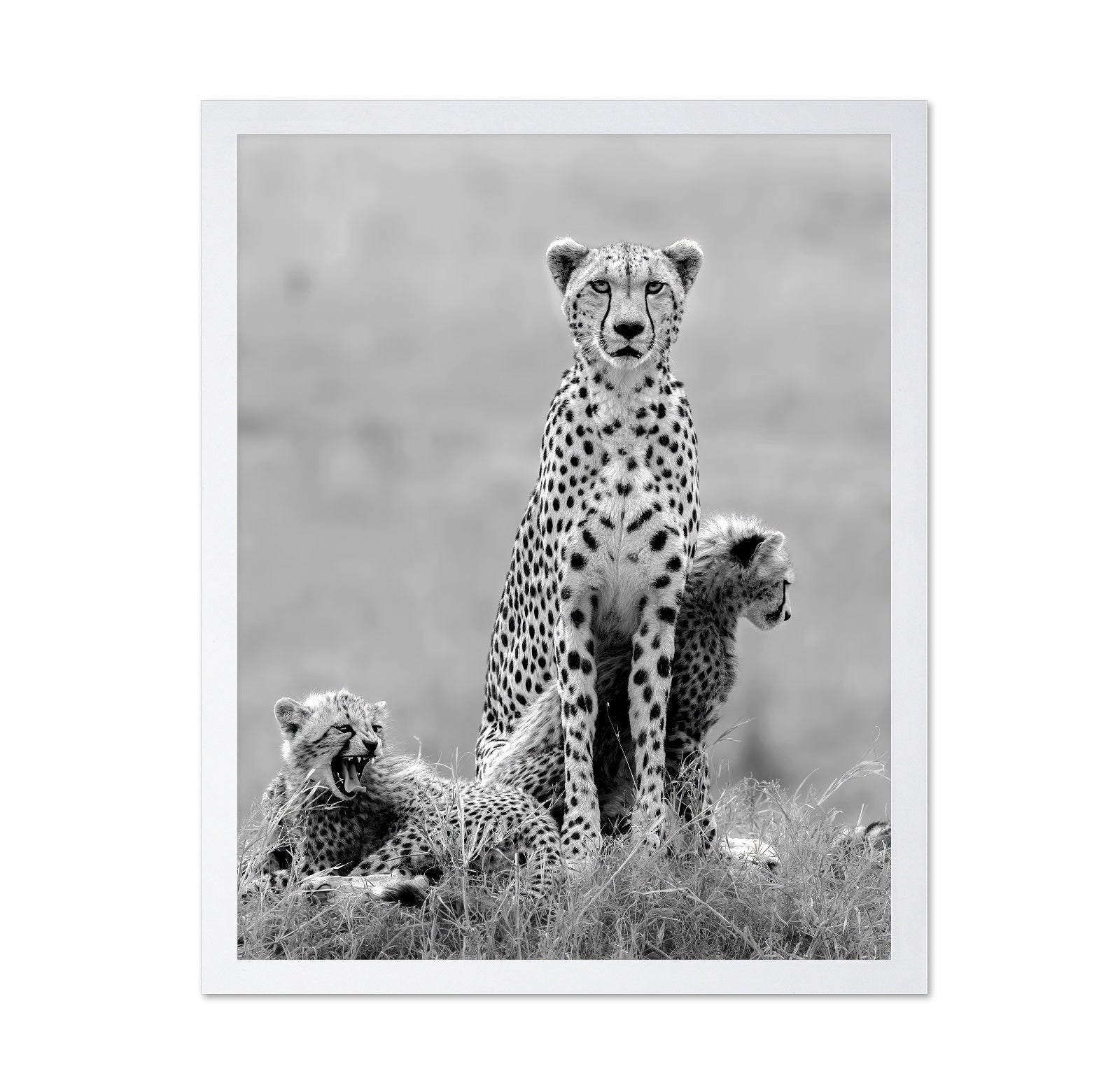 Cheetah Mother