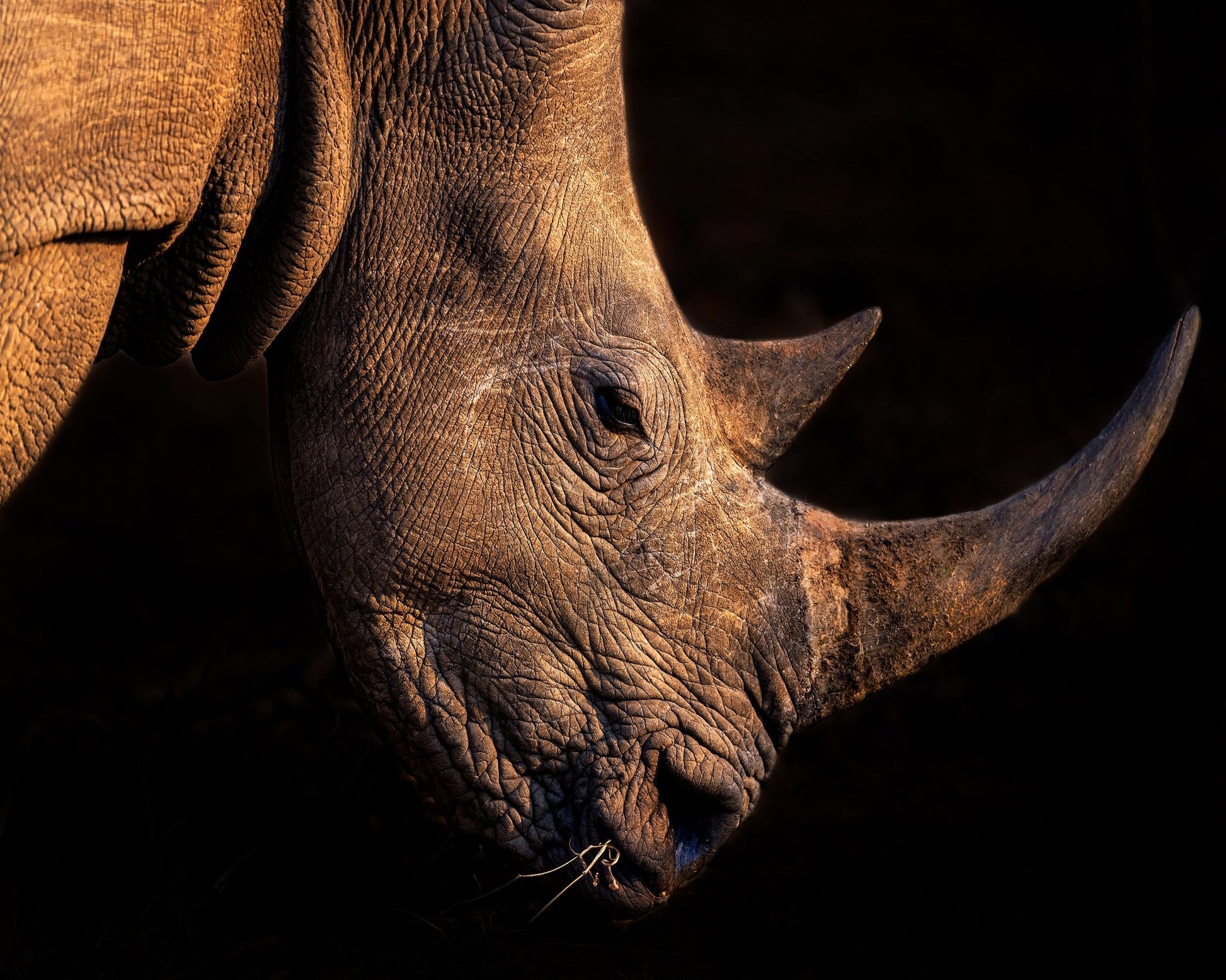 Rhinoceros