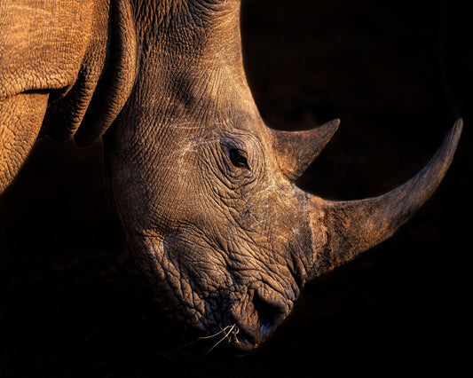 Rhinoceros
