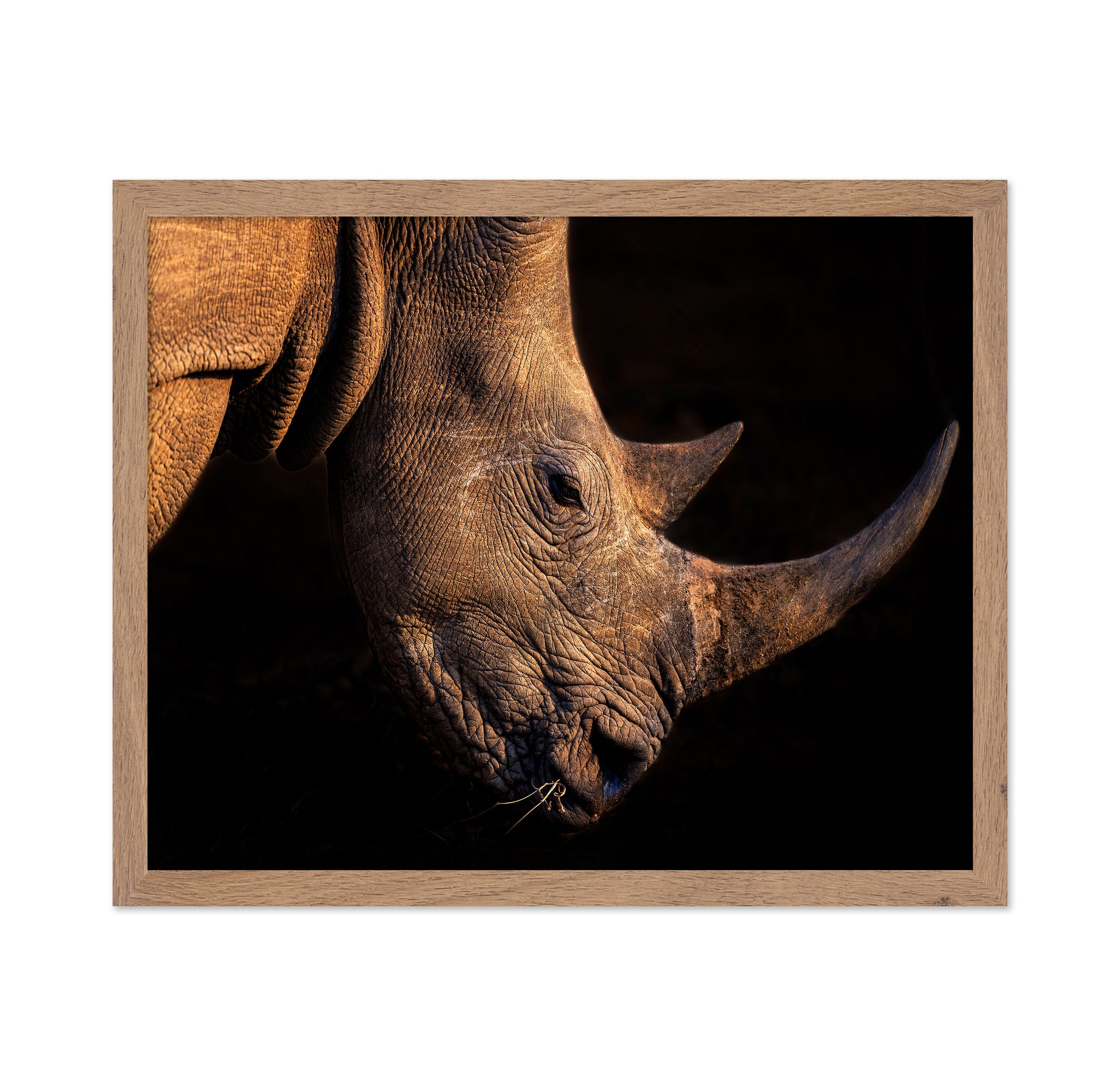 Rhinoceros