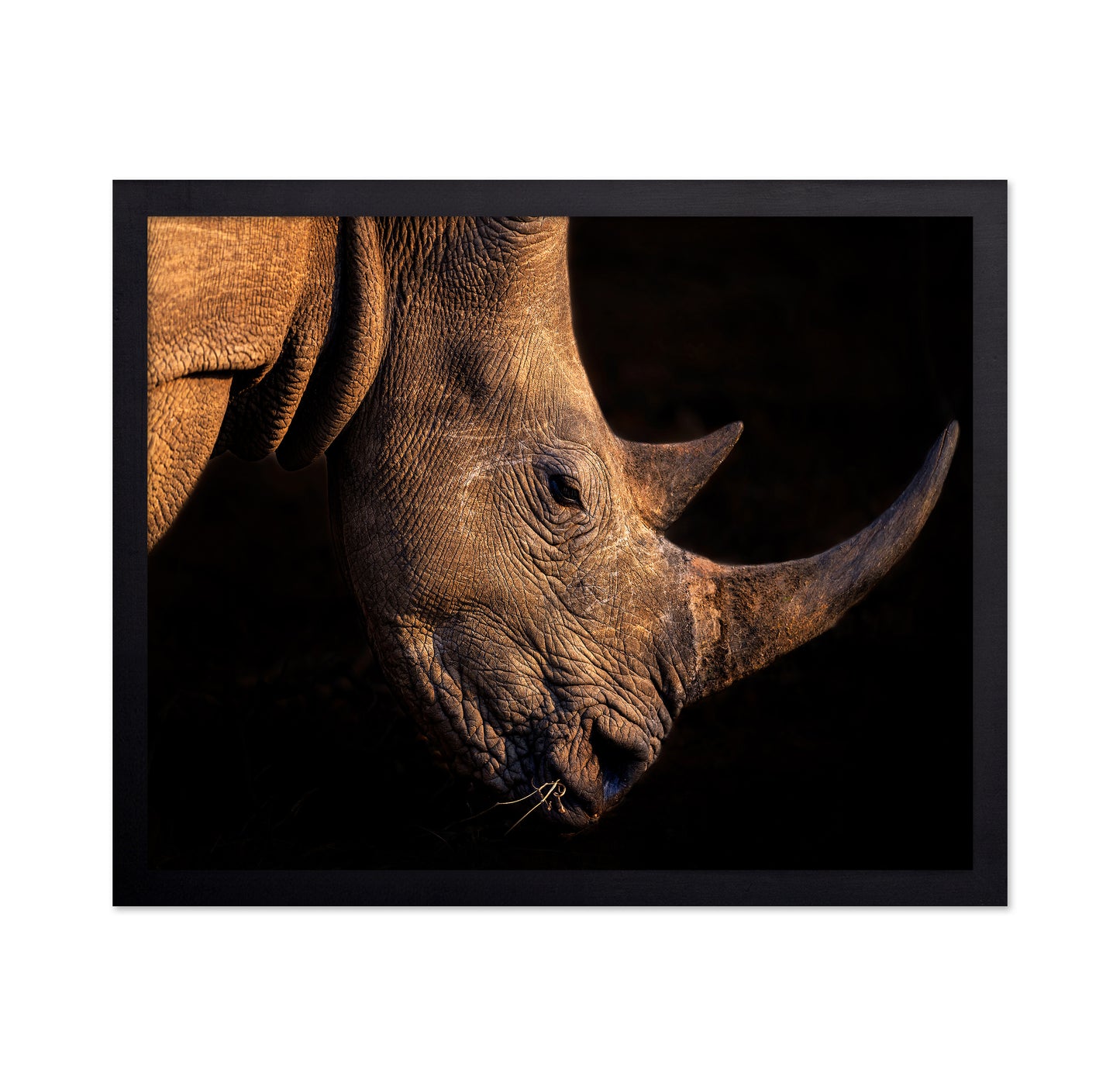 Rhinoceros