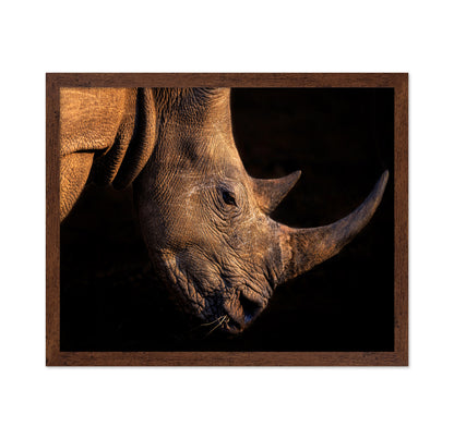 Rhinoceros