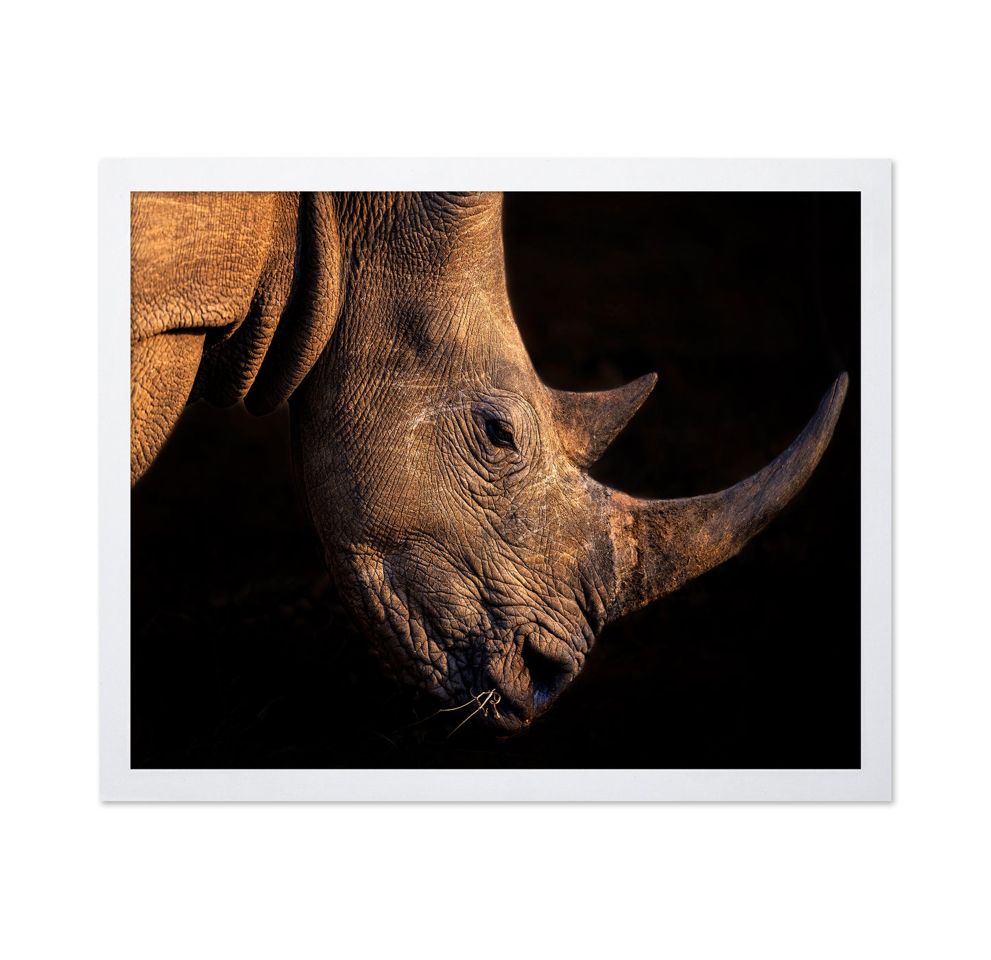 Rhinoceros