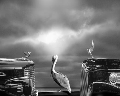 Comtemplating The Pelican