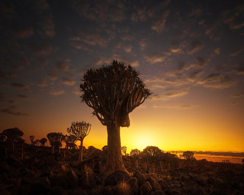 At Sunrise
