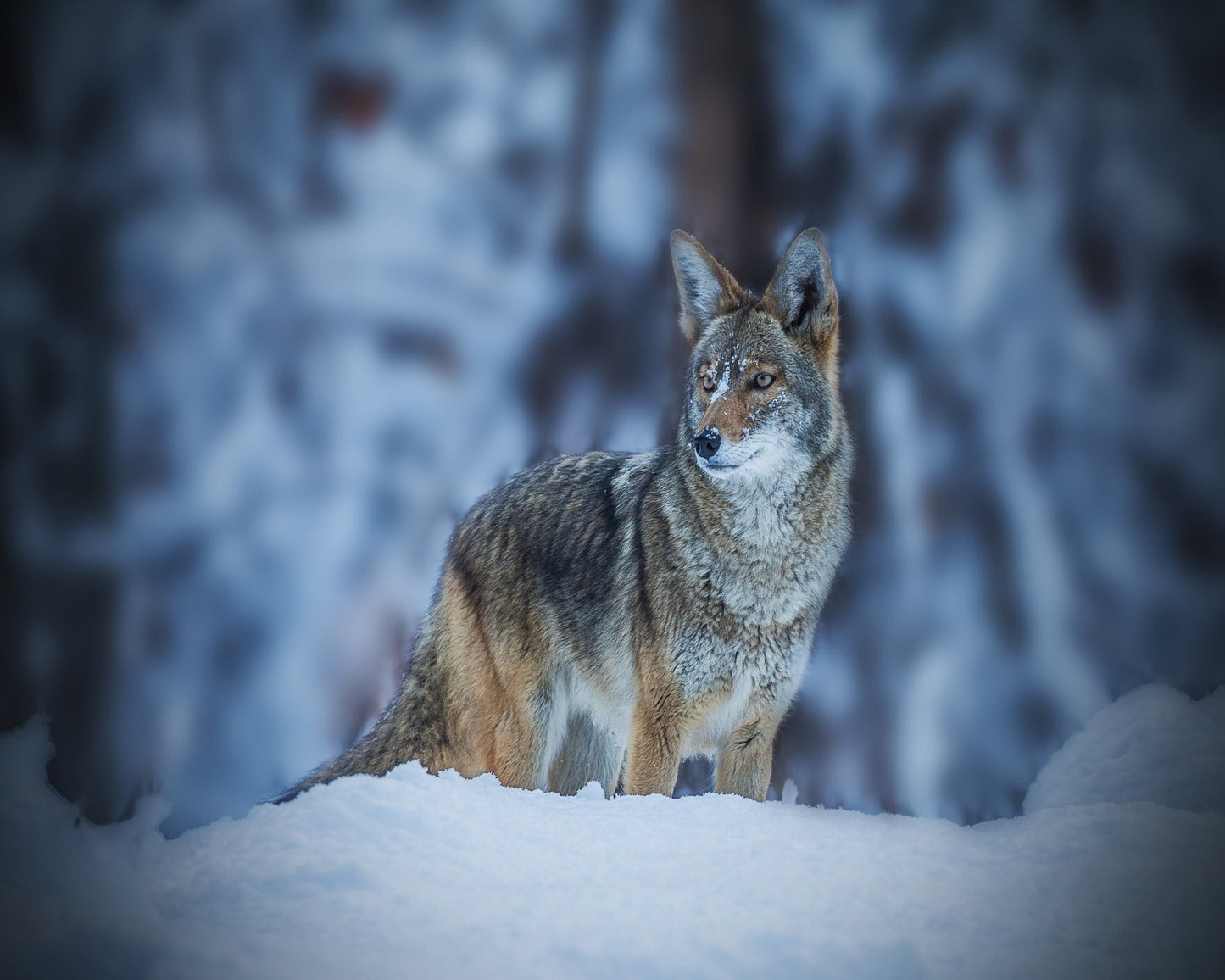 Coyote in Winter