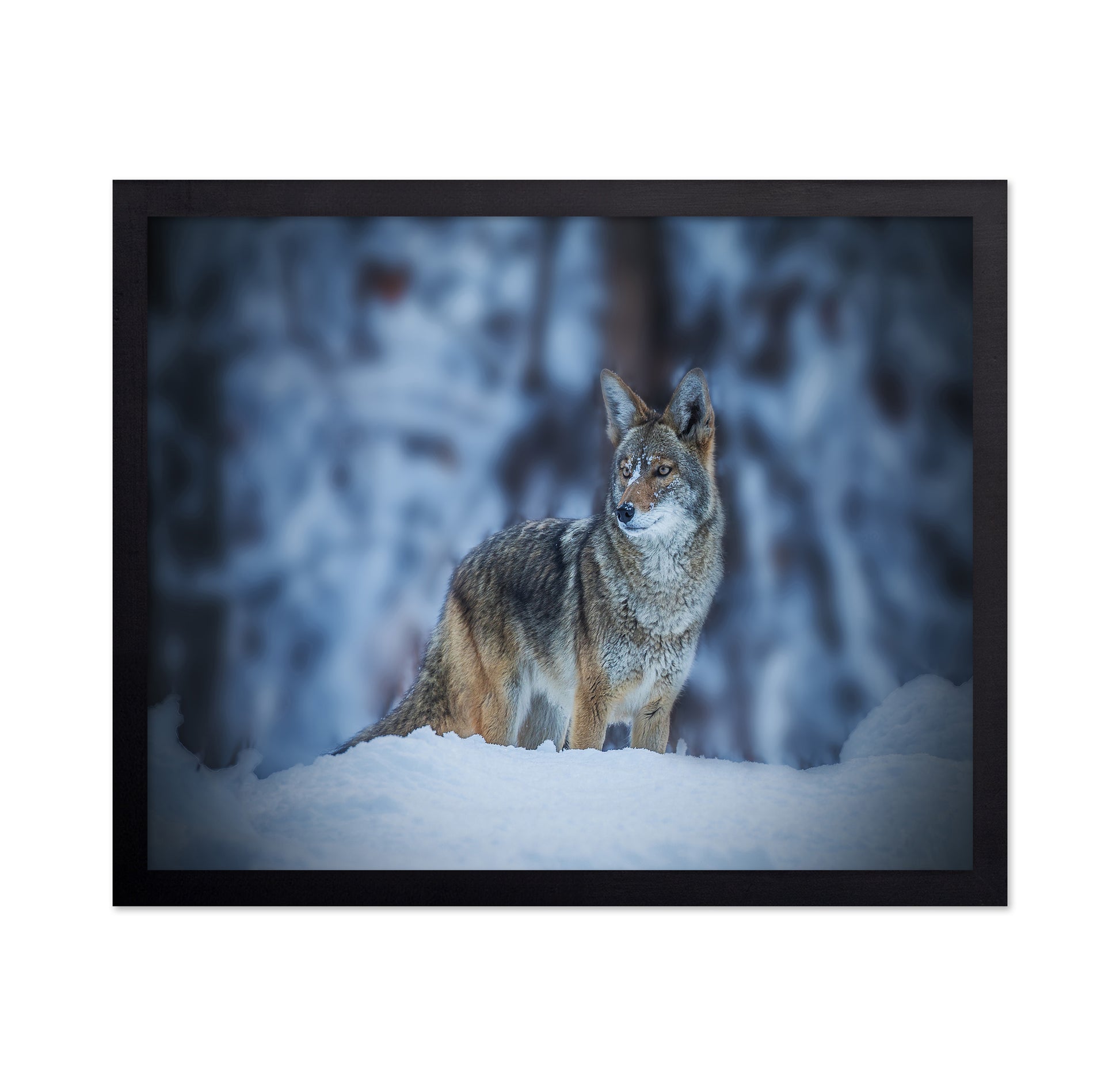 Coyote in Winter
