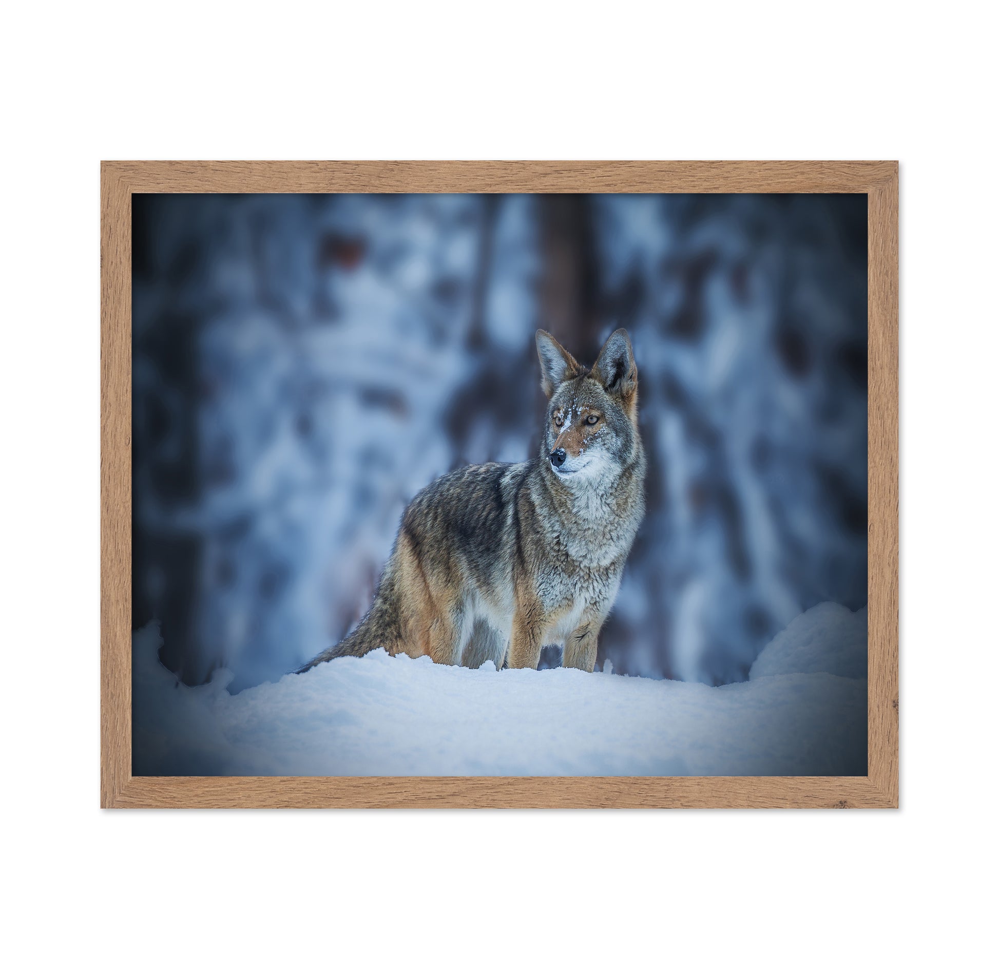 Coyote in Winter