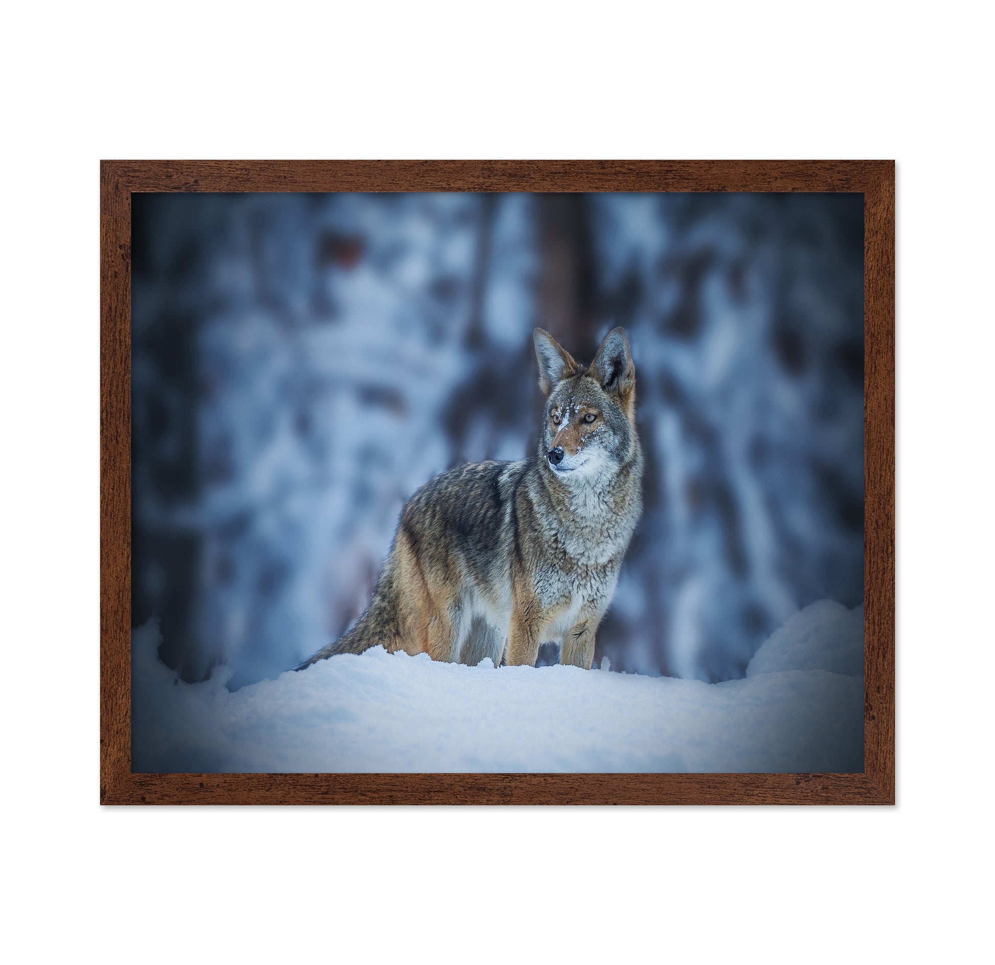 Coyote in Winter