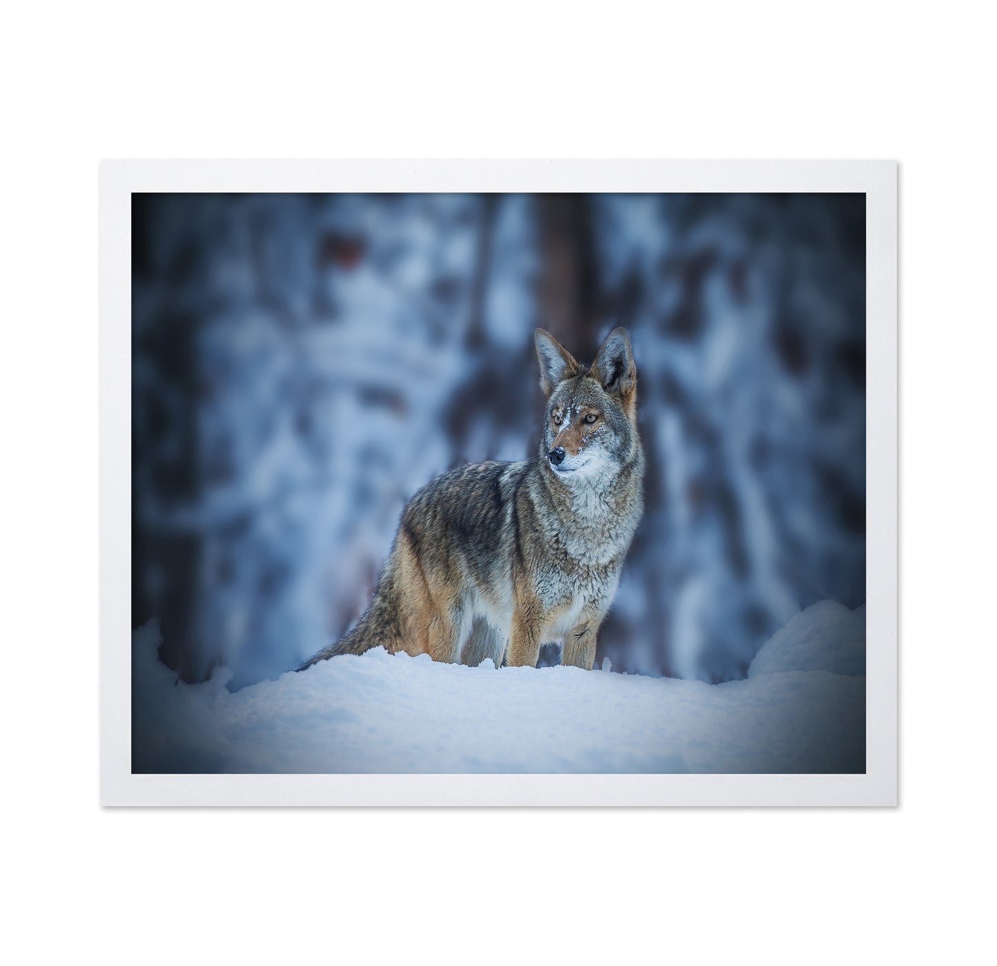 Coyote in Winter