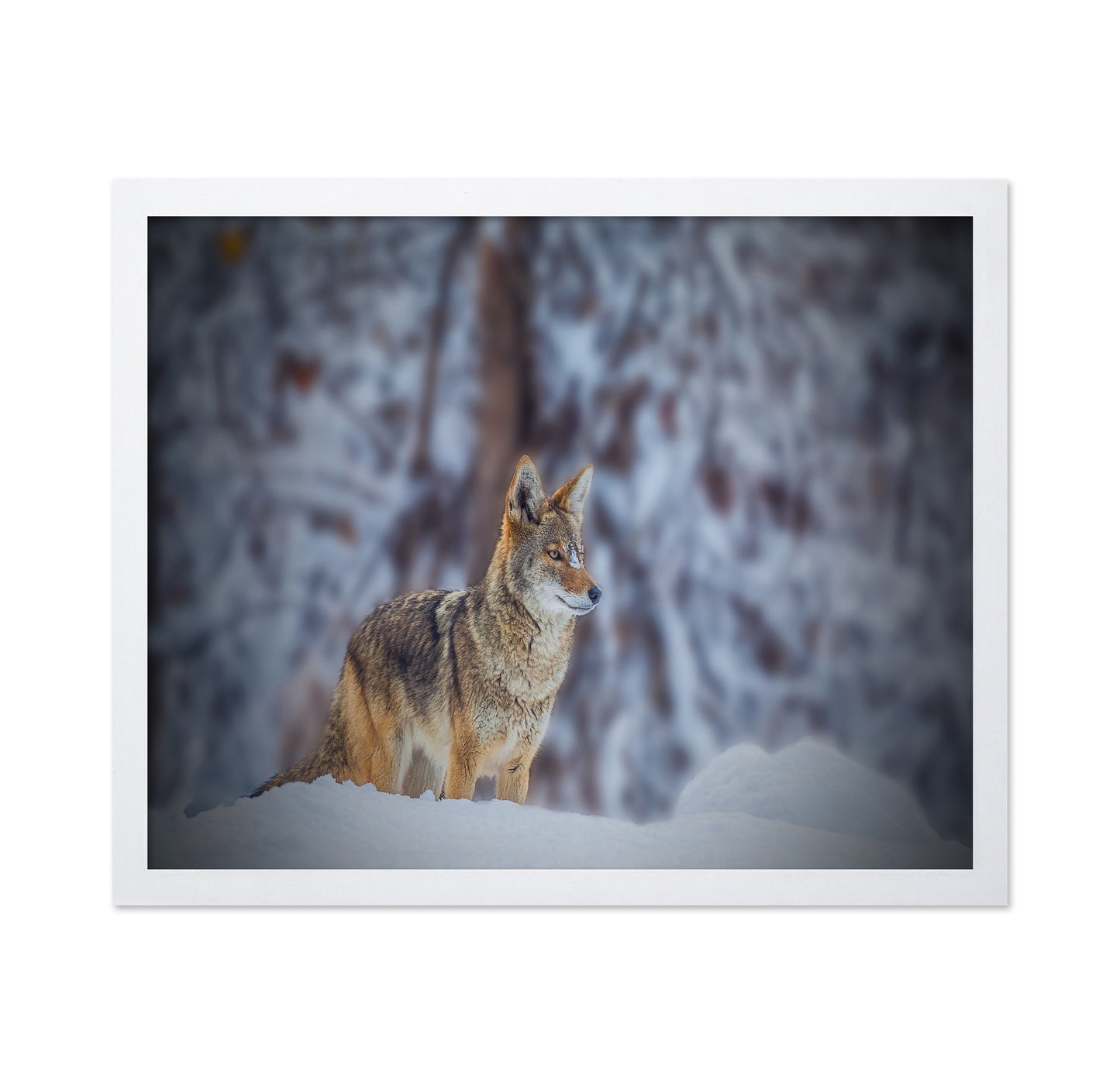 Coyote