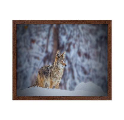 Coyote