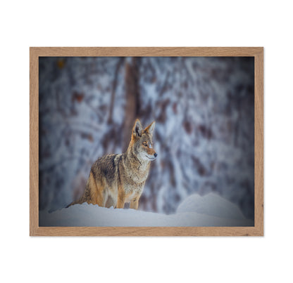Coyote