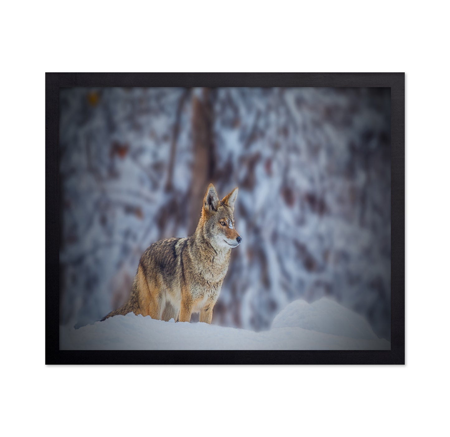 Coyote