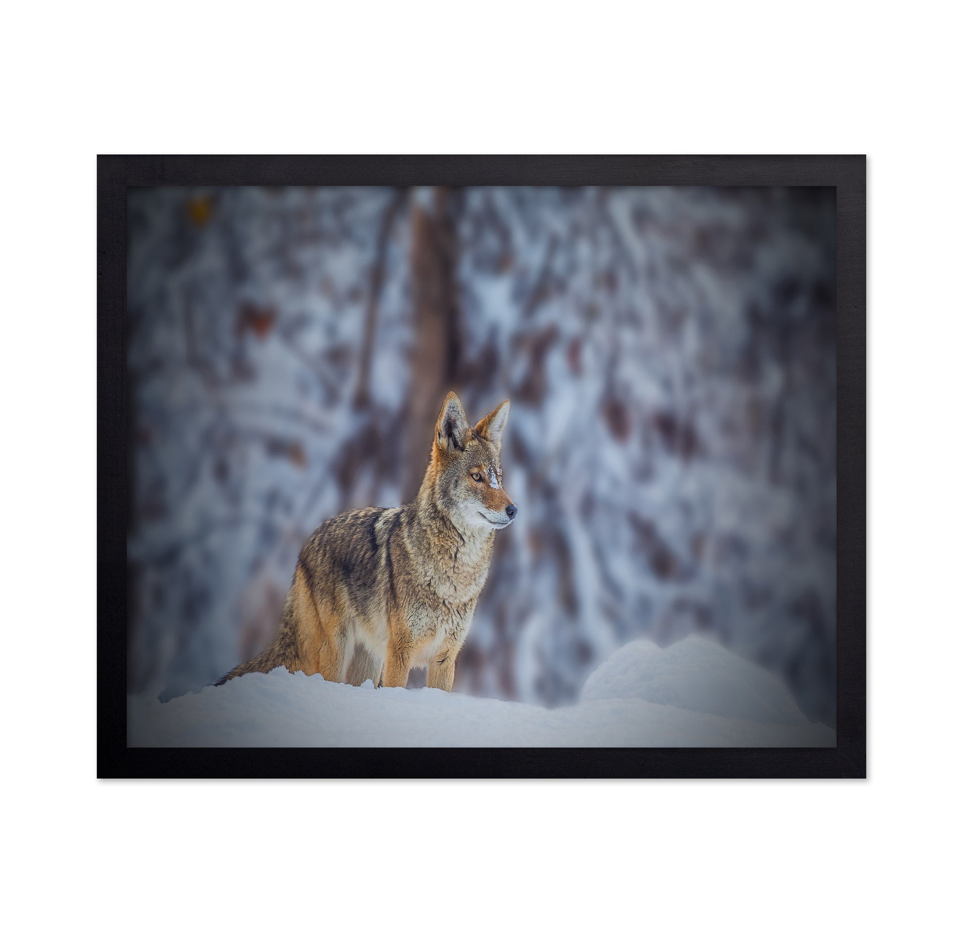 Coyote