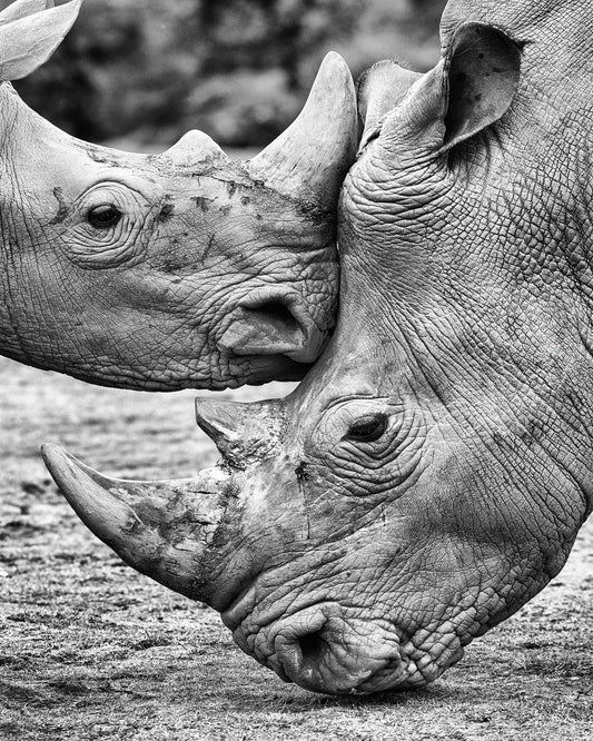 Rhino Face Off