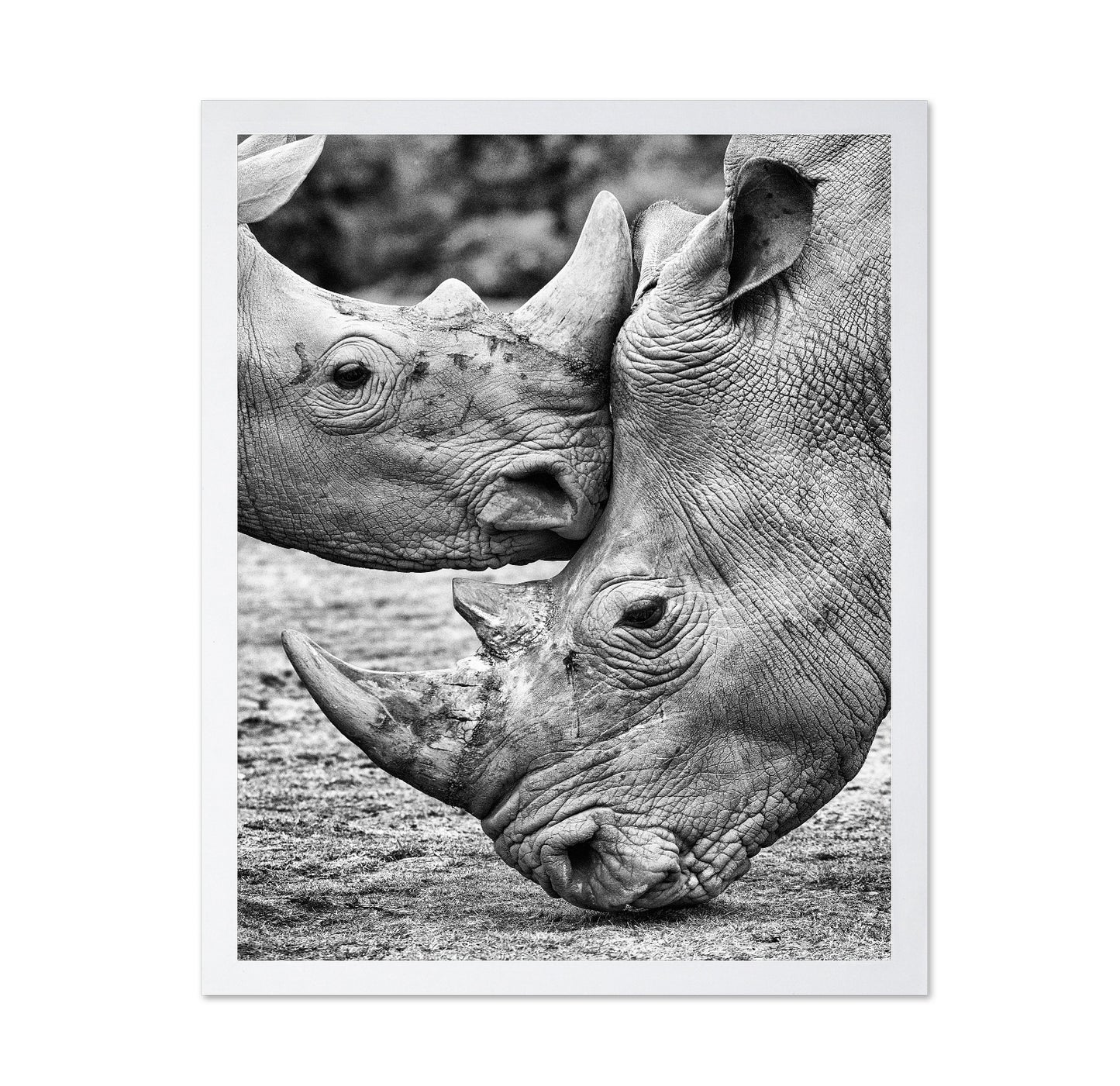 Rhino Face Off