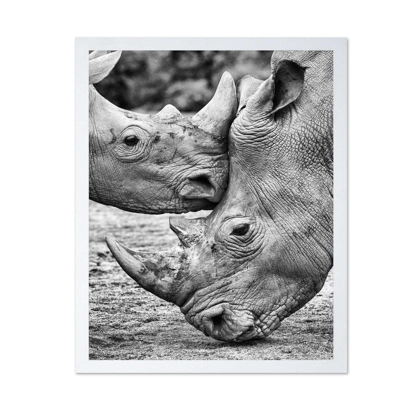 Rhino Face Off