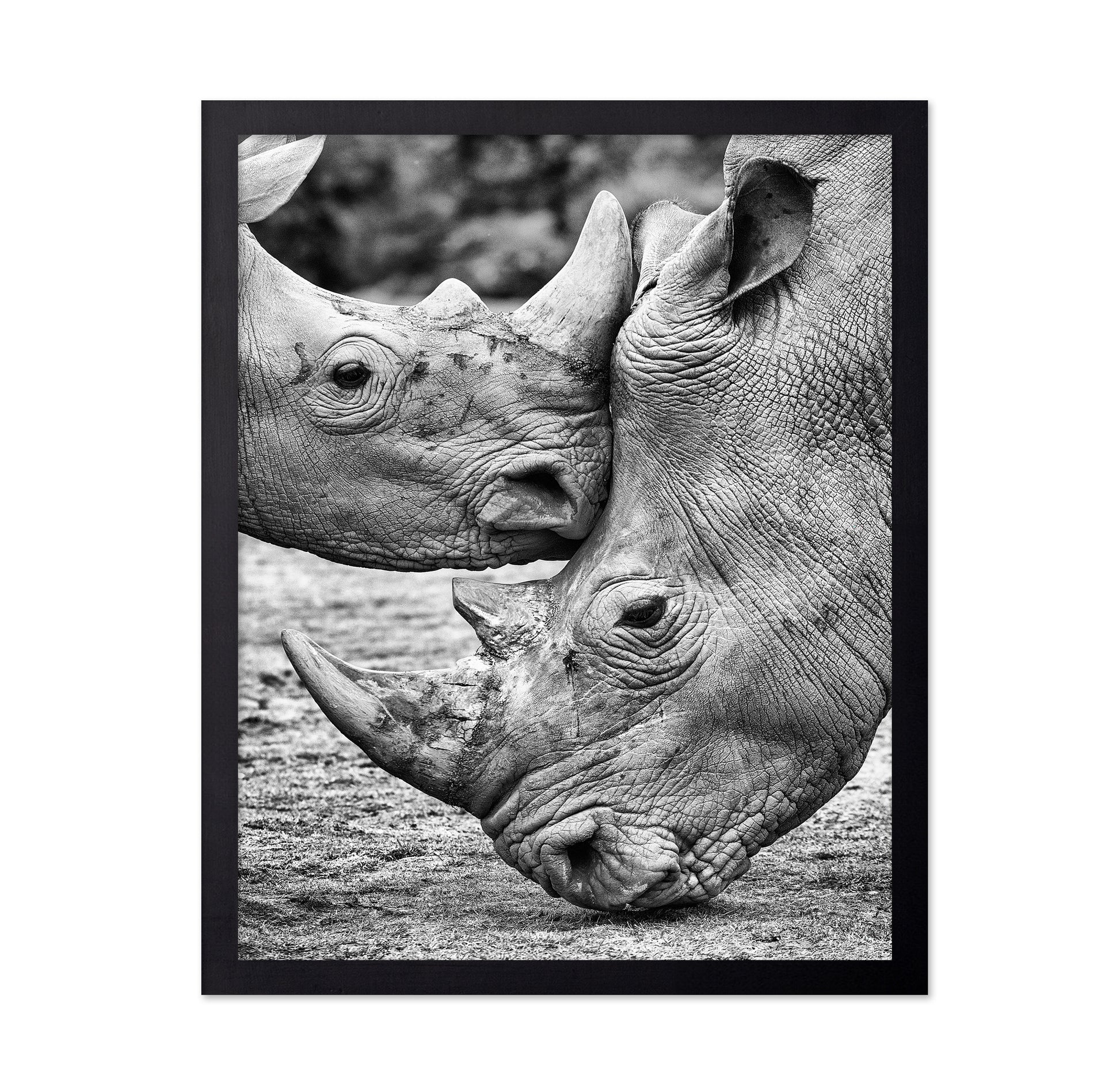 Rhino Face Off