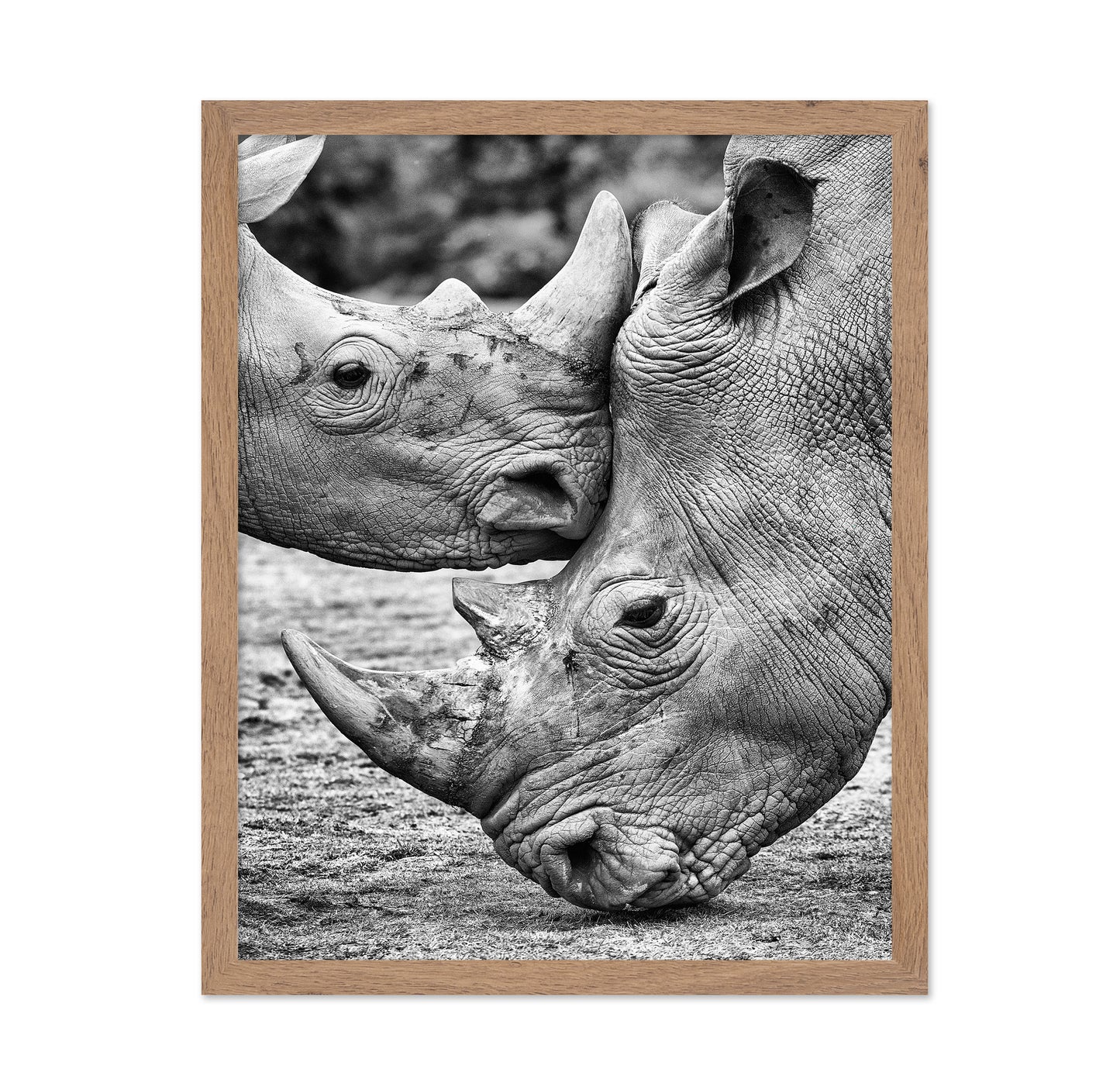 Rhino Face Off