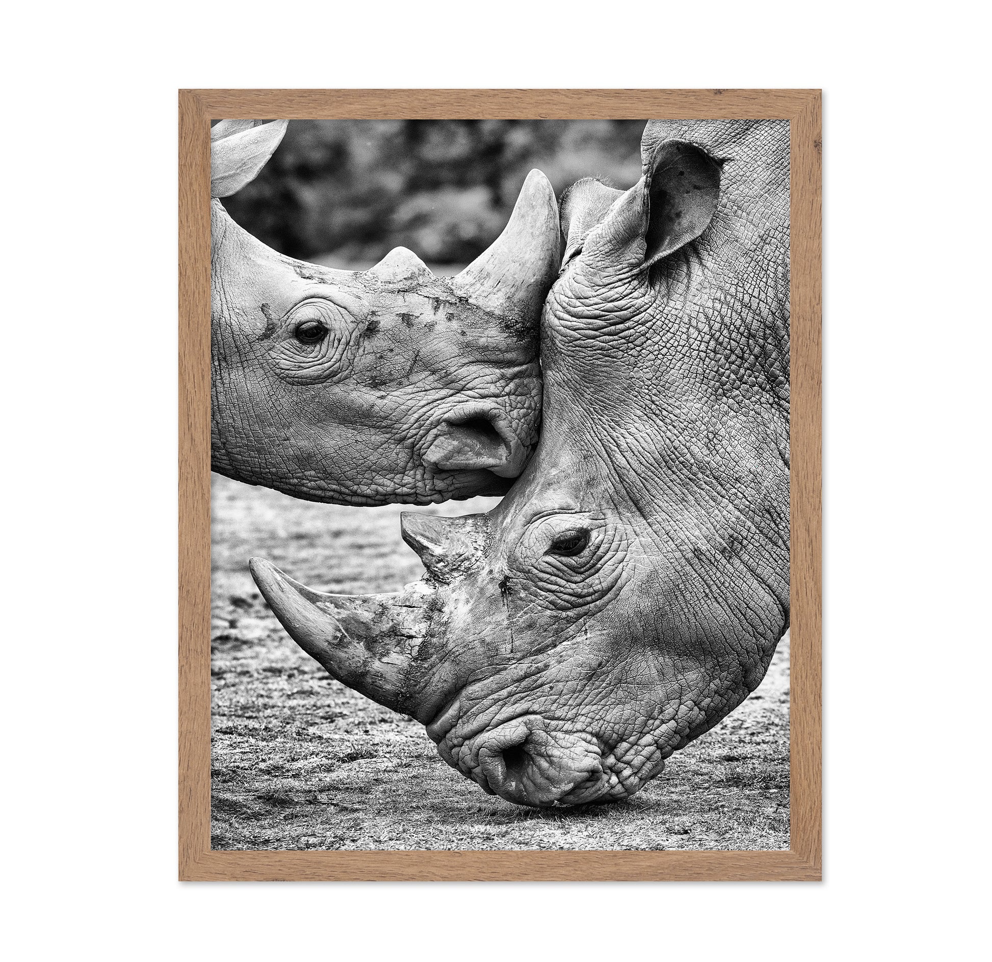 Rhino Face Off