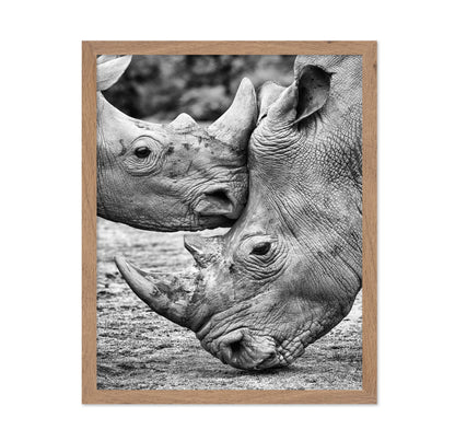 Rhino Face Off