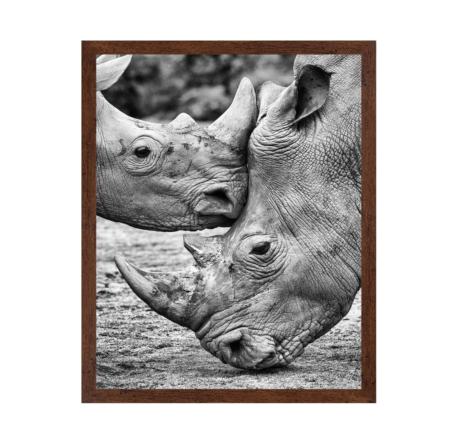 Rhino Face Off