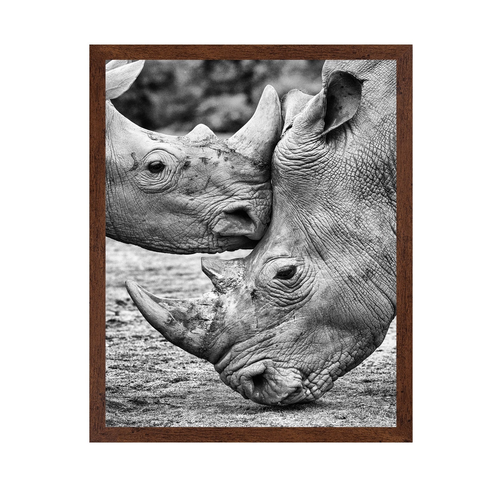 Rhino Face Off