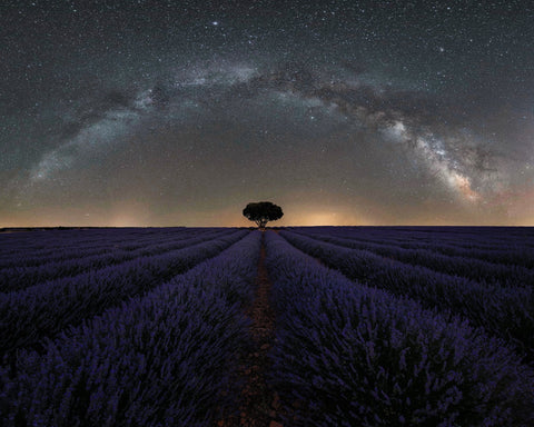 Alone in Lavender Dreams