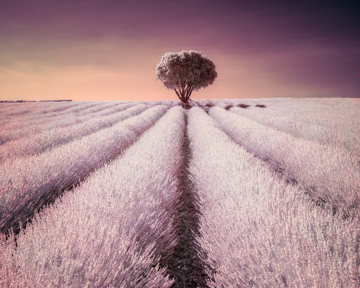 The Solitary One