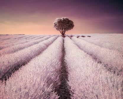 The Solitary One