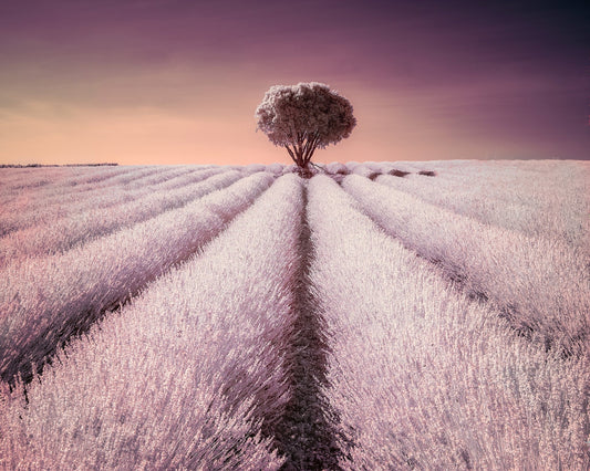 The Solitary One