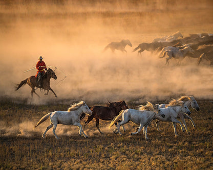 Mongolia Horses No 1