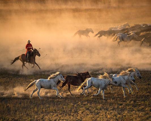 Mongolia Horses No 1