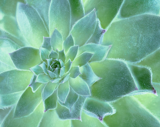 Desert Beauty