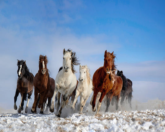 Mongolia Horses No 2