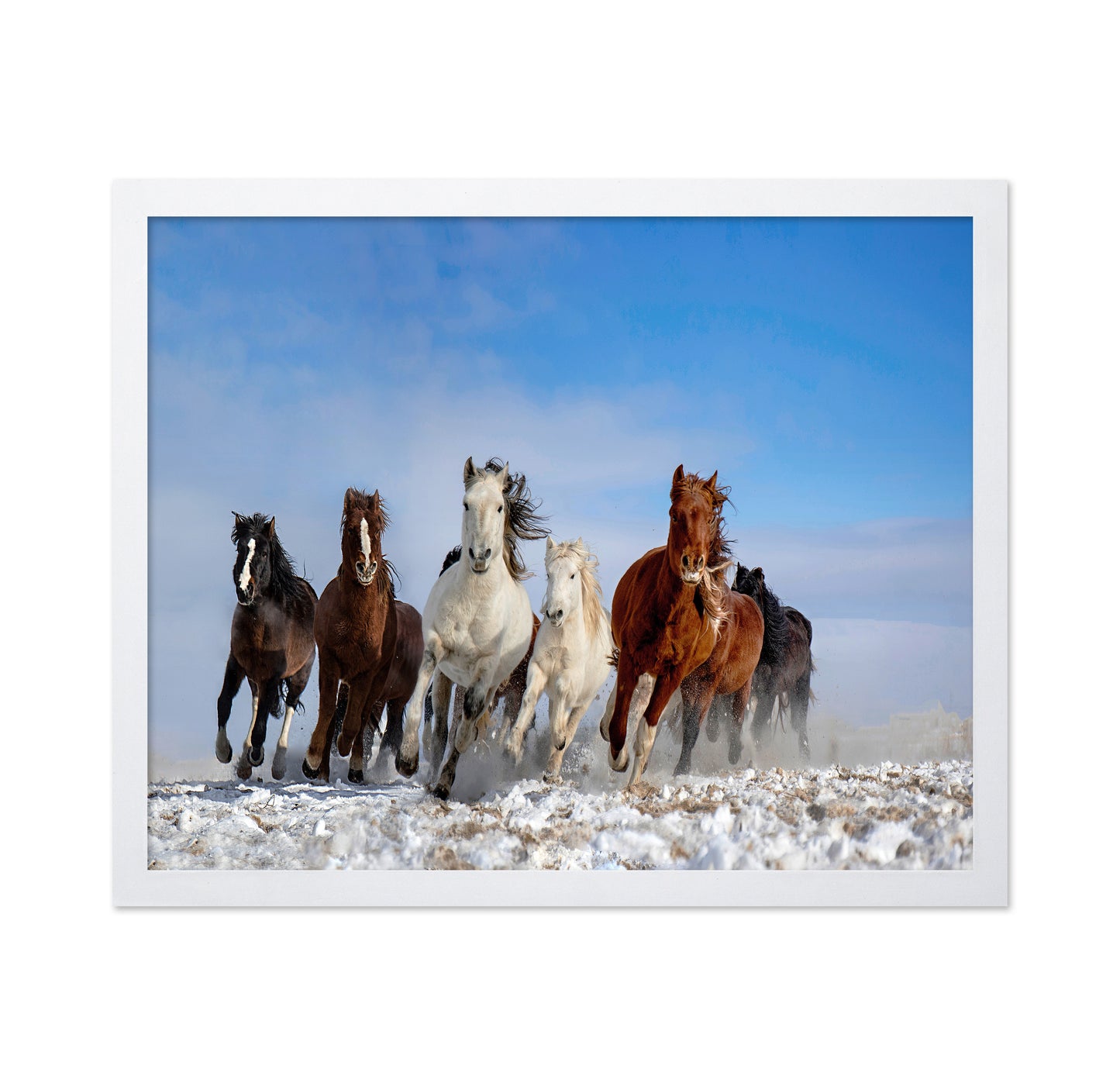 Mongolia Horses No 2