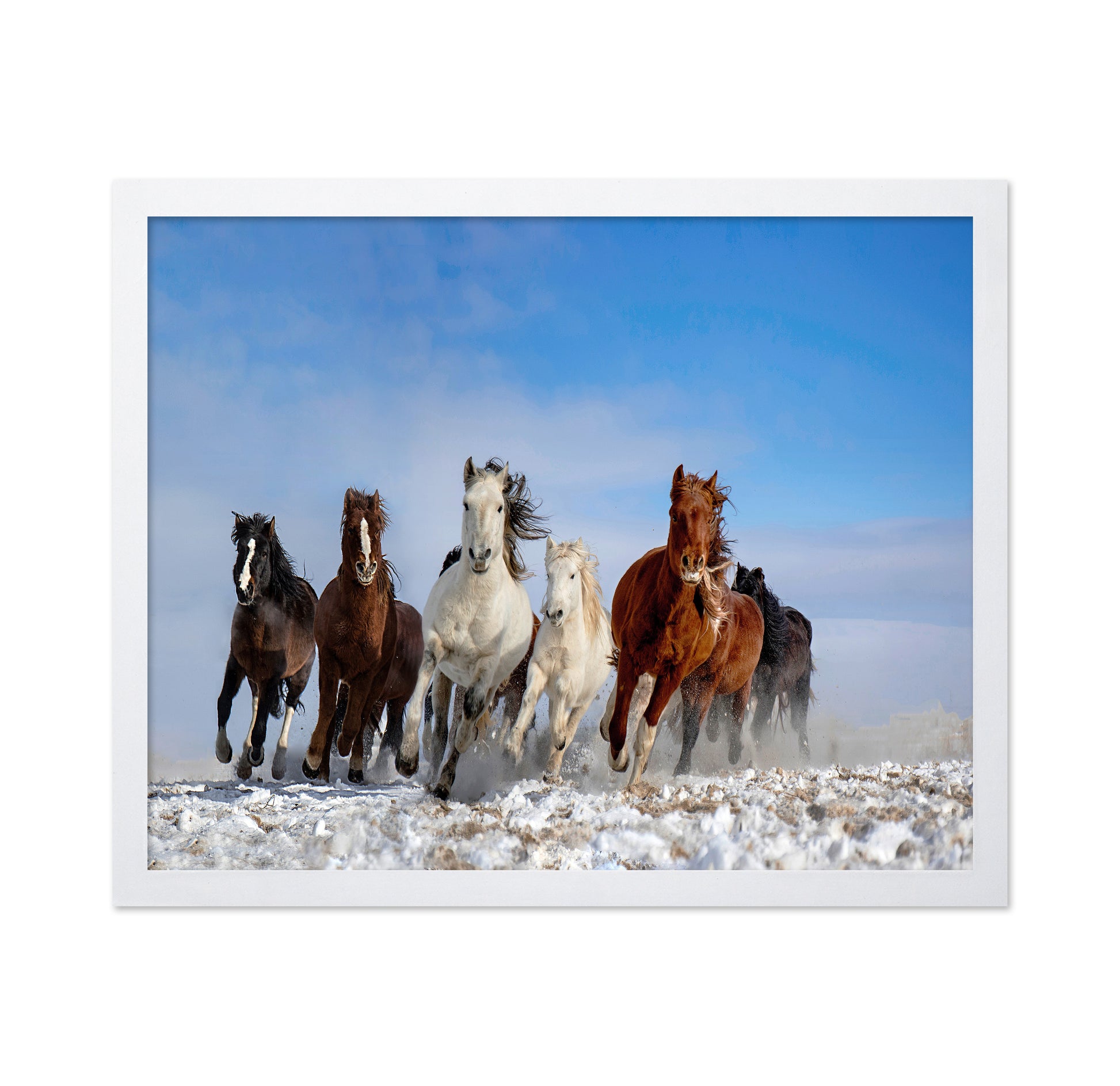 Mongolia Horses No 2