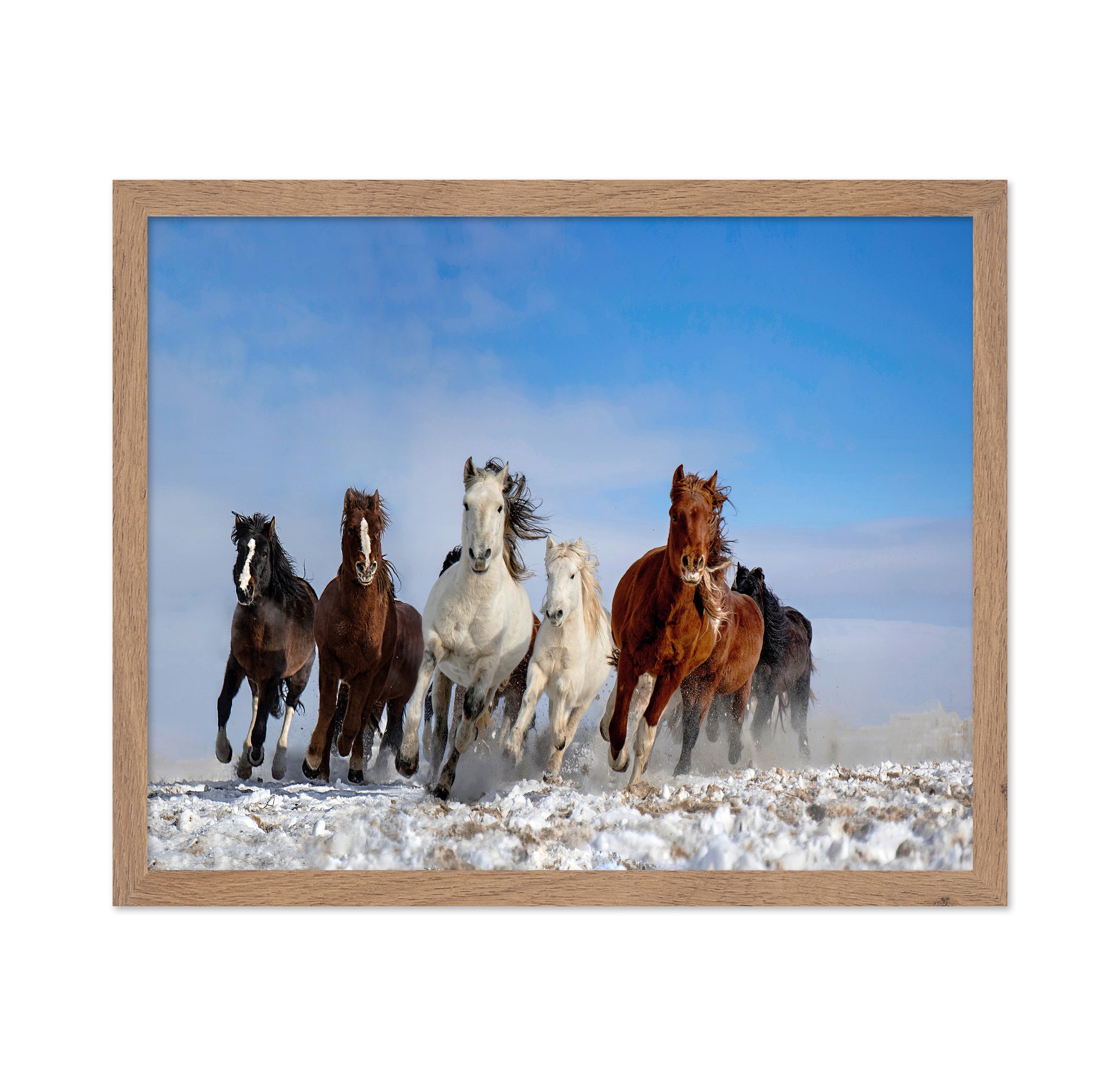 Mongolia Horses No 2