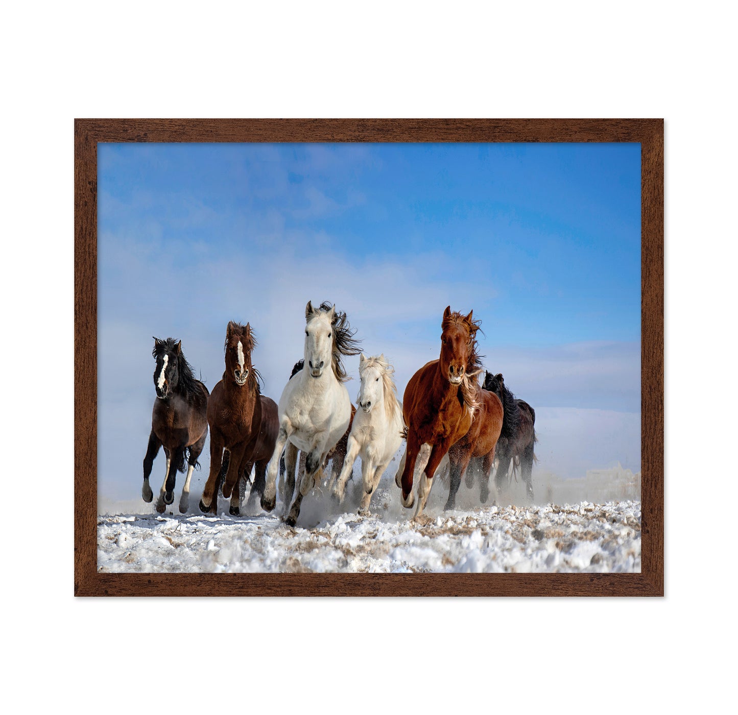 Mongolia Horses No 2