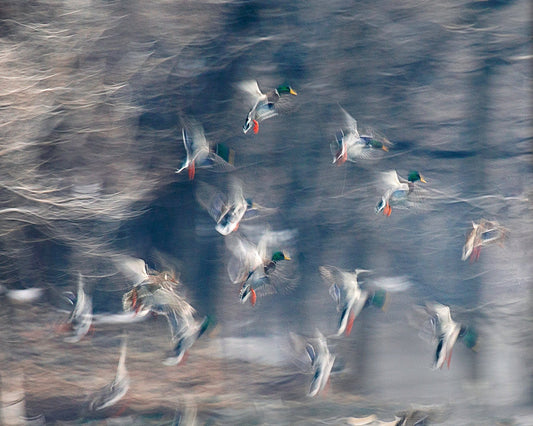 Flying Ducks