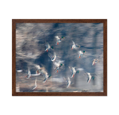 Flying Ducks